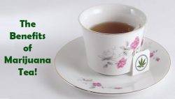 marijuana tea benefits